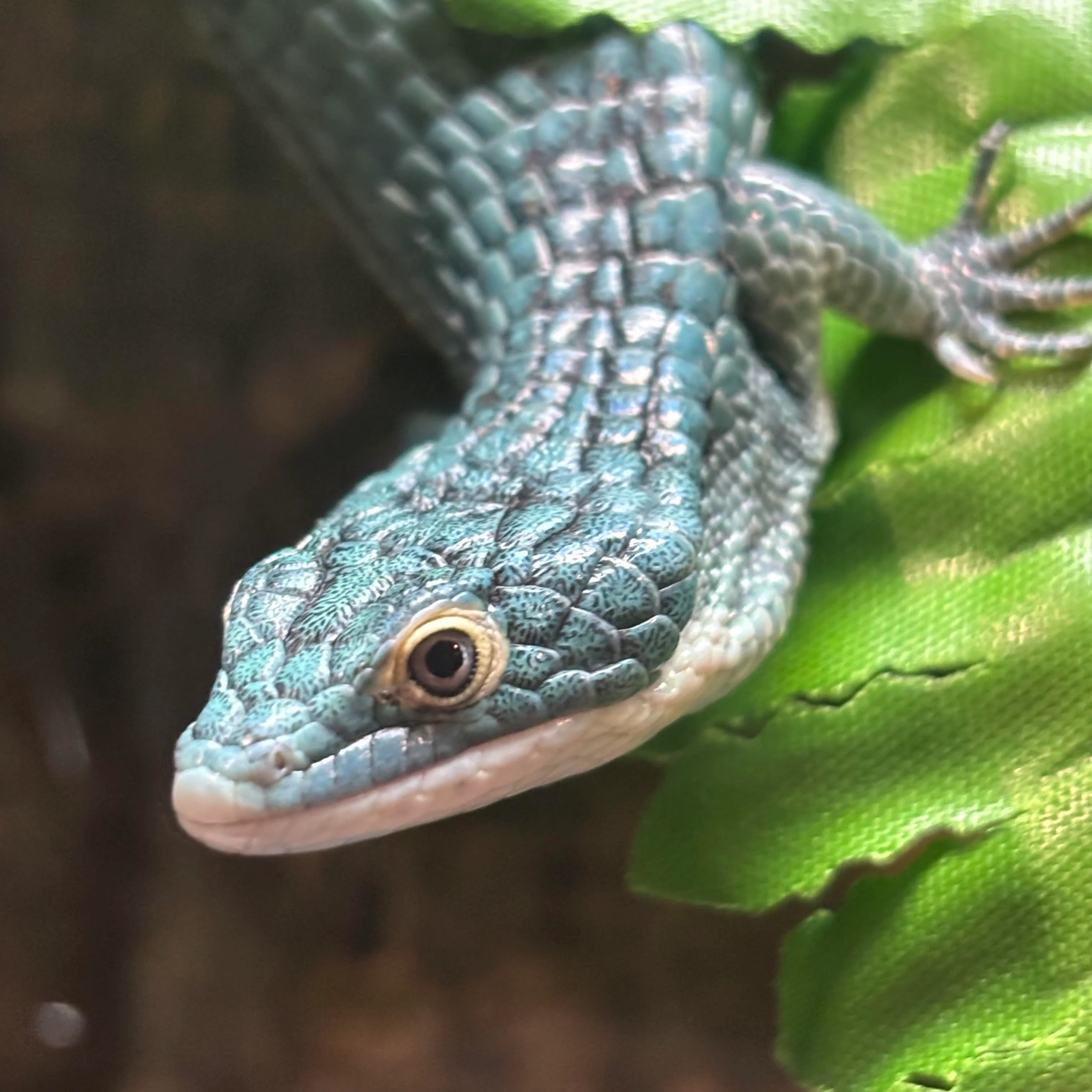 Abronia graminea (Mexican Alligator Lizard) YEARLING