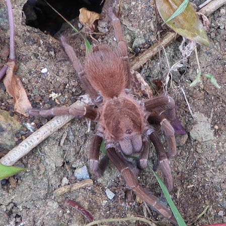 Acanthoscurria maga (Antilles Pink Patch)