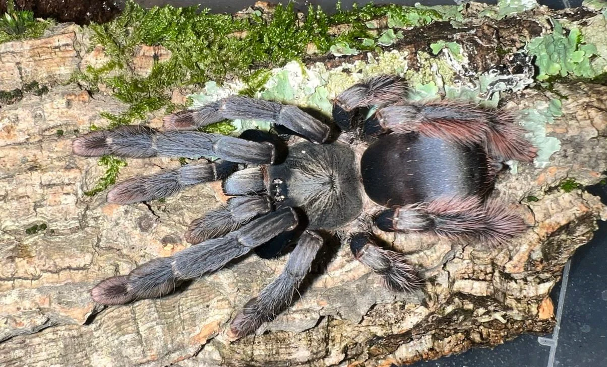 Amazonius sp 'Caqueta' (Colombia) - Image 2