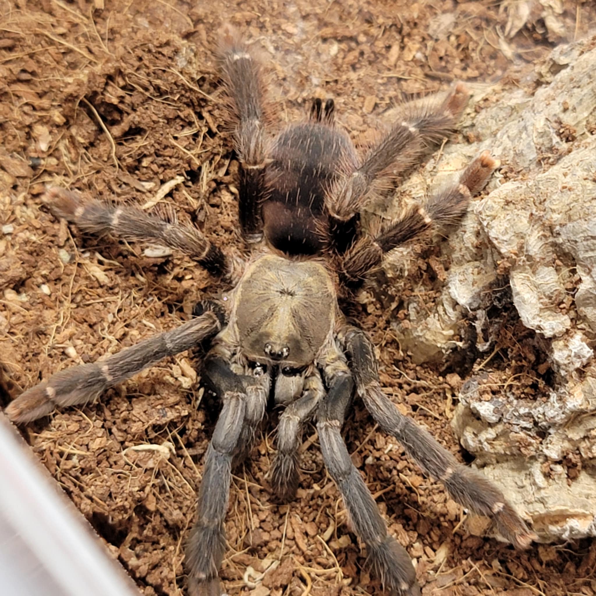 Amazonius sp 'Ecuador' 0.5" - Image 2