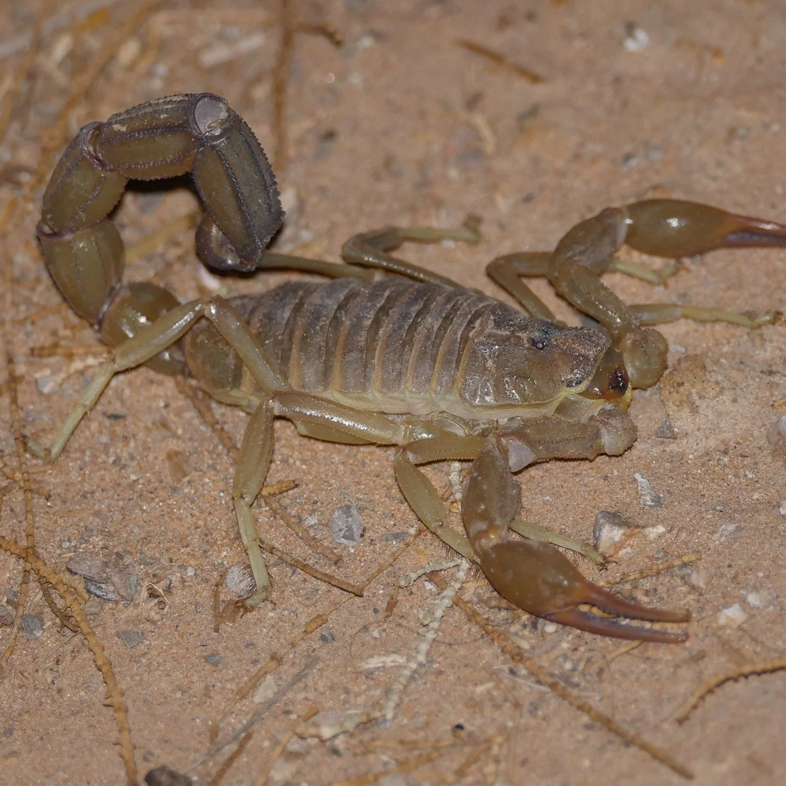 Androctonus amoreuxi (Tunisian Fat Tail)