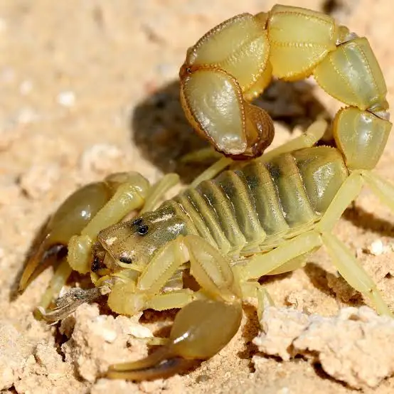Androctonus australis (Yellow Fat Tail)