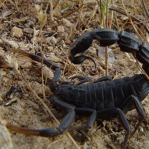 Androctonus bicolor (Black Fat-Tail Scorpion) 3"