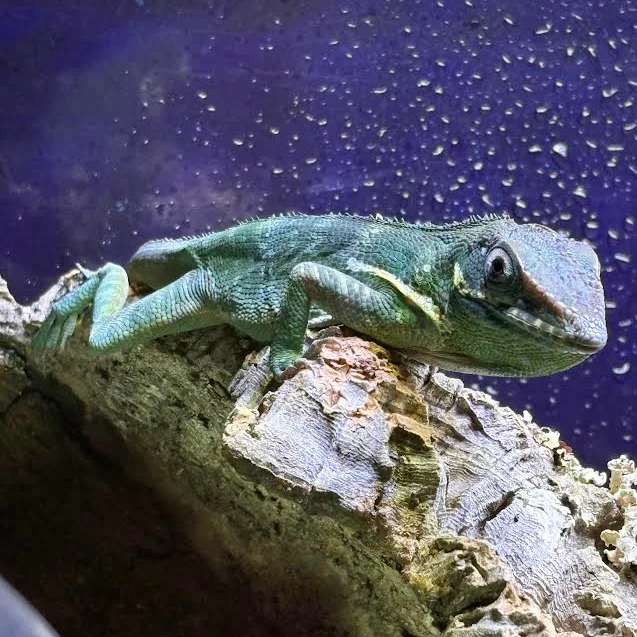 Anolis equestris (Blue Beauty Anole) HIGH BLUE PAIR - Image 2