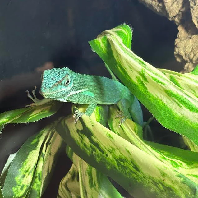 Anolis equestris (Blue Beauty Anole) HIGH BLUE PAIR - Image 3