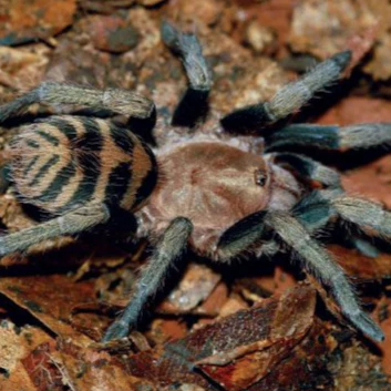 Anqasha picta (Anqasha Tiger Rump)