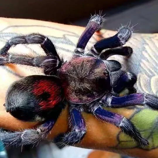 Antikuna sp 'Fenix' (Andes Purple Flame)