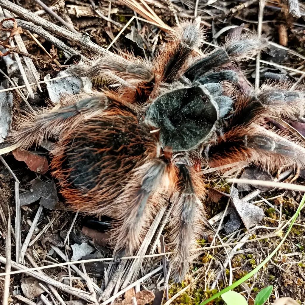 Dugesiella anitahoffmannae (Pedregal Tarantula) 3" FEMALE