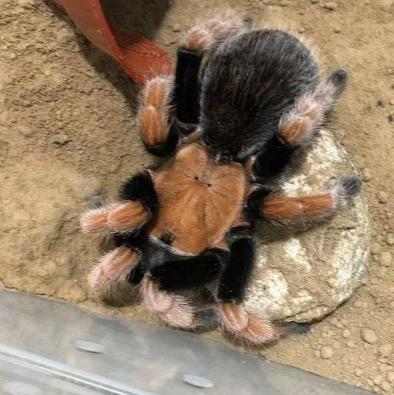 Aphonopelma bicoloratum (Mexican Bloodleg)