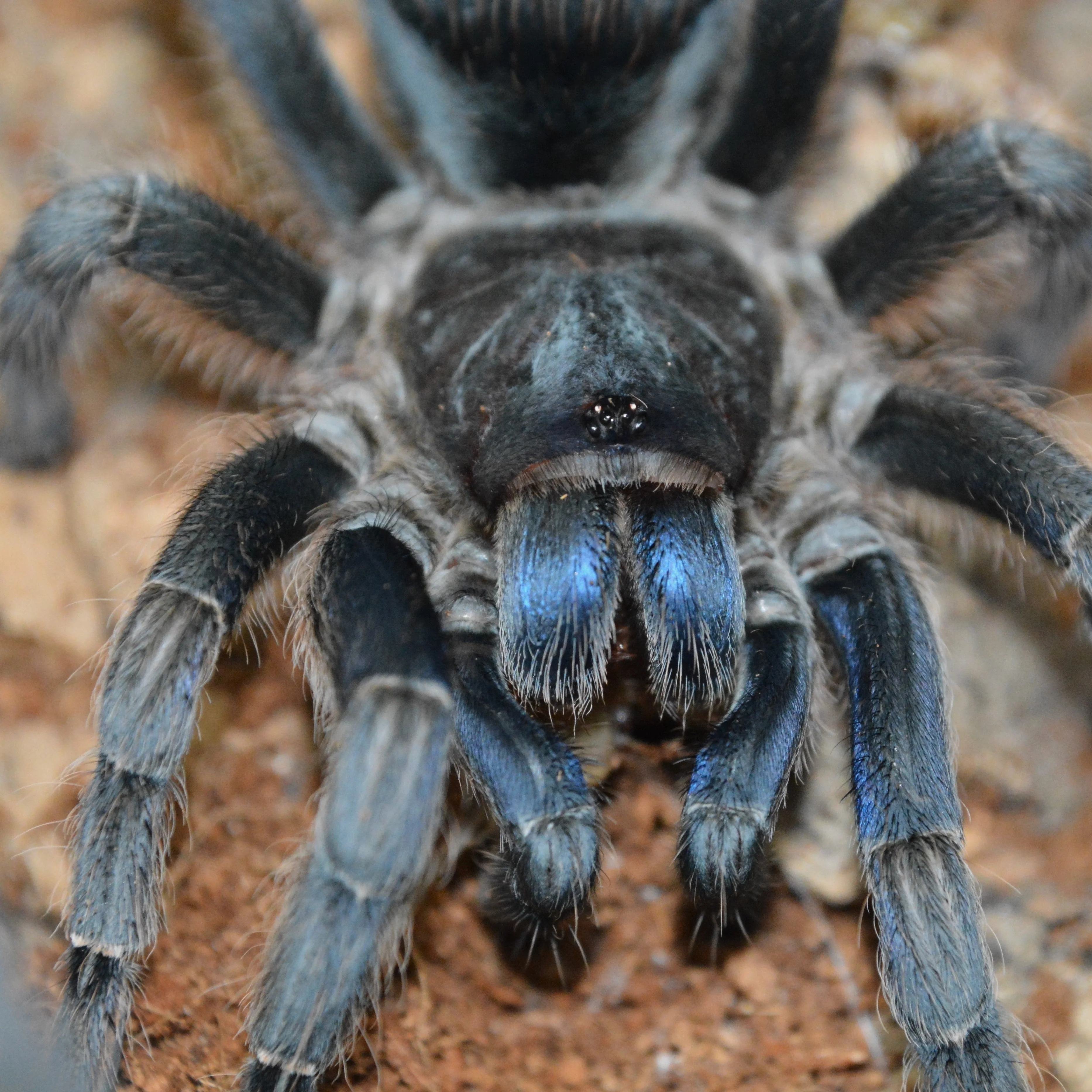 Aphonopelma burica (Costa Rican Blue Front)