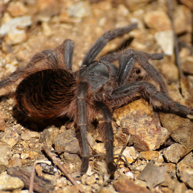 Aphonopelma caniceps (Mexican Black)