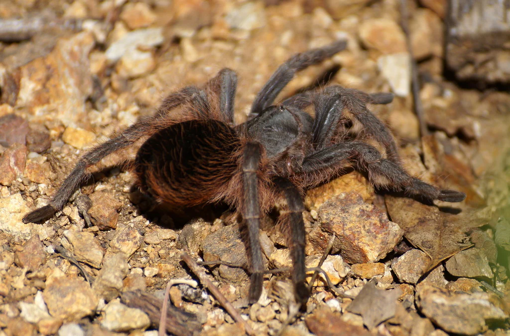 Aphonopelma caniceps (Mexican Black) - Image 2