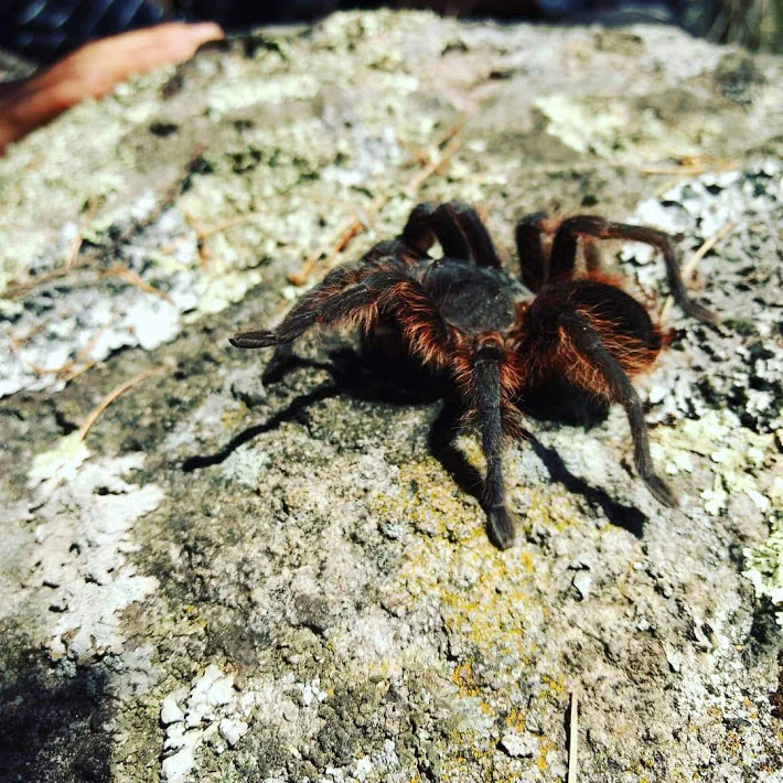 Aphonopelma caniceps (Mexican Black) - Image 3