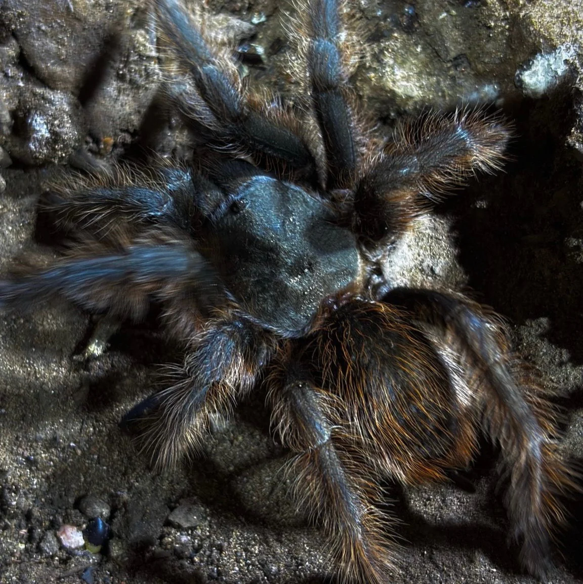 Aphonopelma chiricahua (Chiricahua Tarantula)