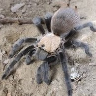 Aphonopelma hentzi (Texas Brown)