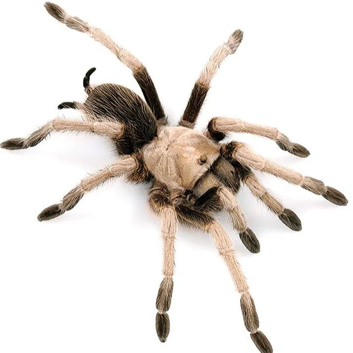 Aphonopelma iodius (Desert Blonde) 3" FEMALE