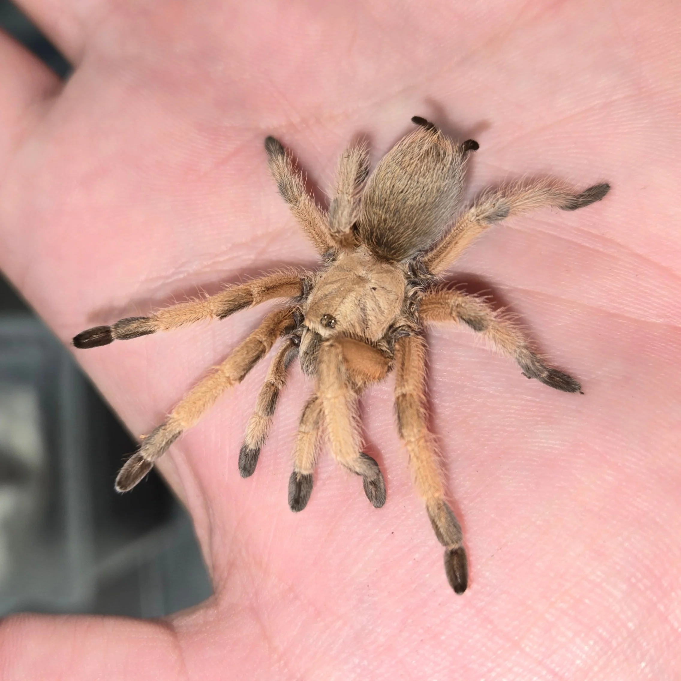 Aphonopelma moderatum (Rio Grand Gold)