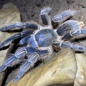 Aphonopelma seemani (Costa Rican Zebra Knee)