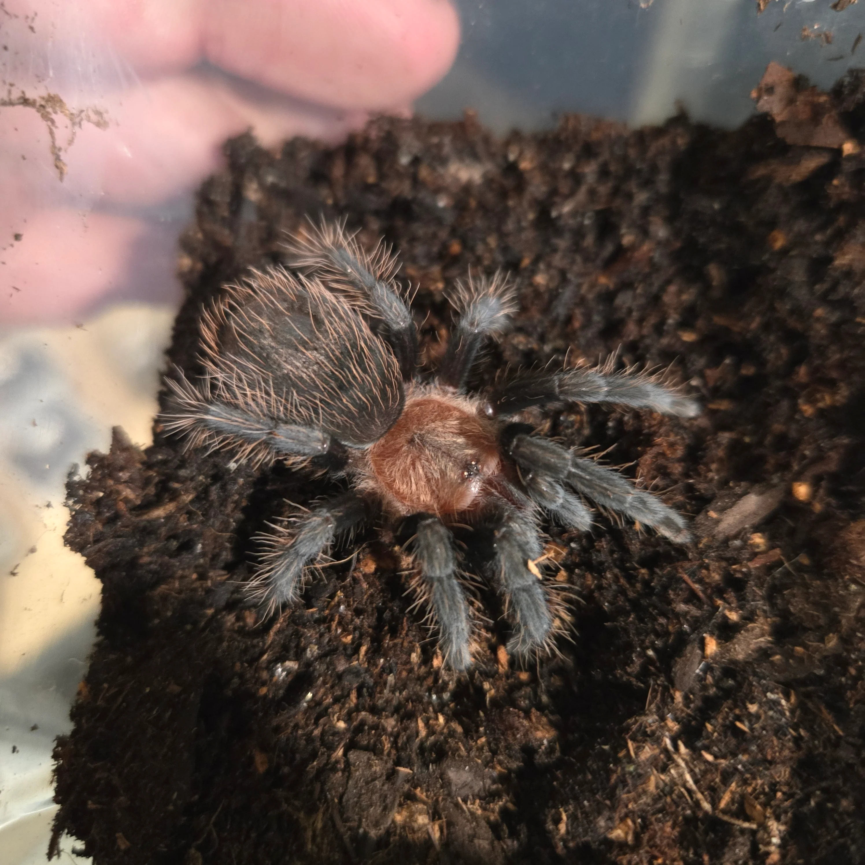 Aphonopelma sp 'Coyuca' (Mexican Red & Gold) 2" MALE