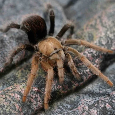 Aphonopelma sp 'Diamondback' (Desert Diamondback)