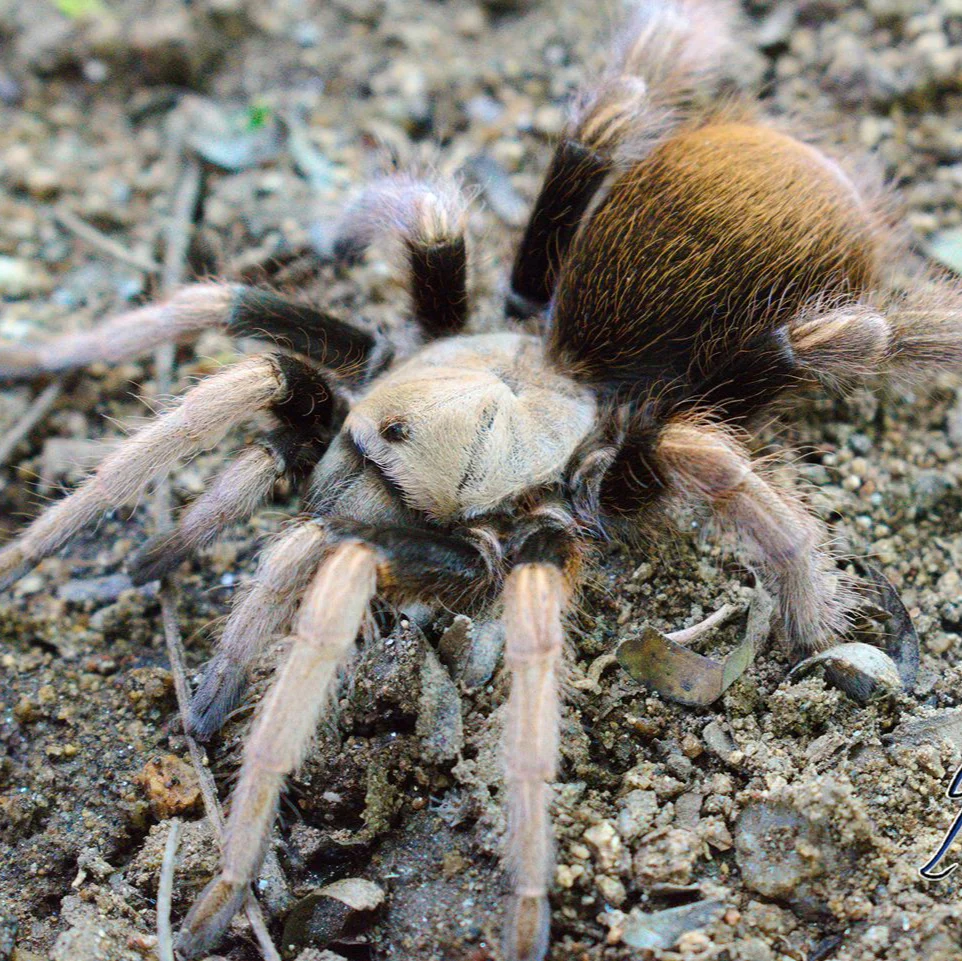 Aphonopelma sp 'Michoacan' (Michoacan Blonde)