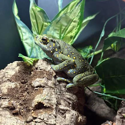 Rentapia hosii (Asian Yellow-spotted Climbing Toad)