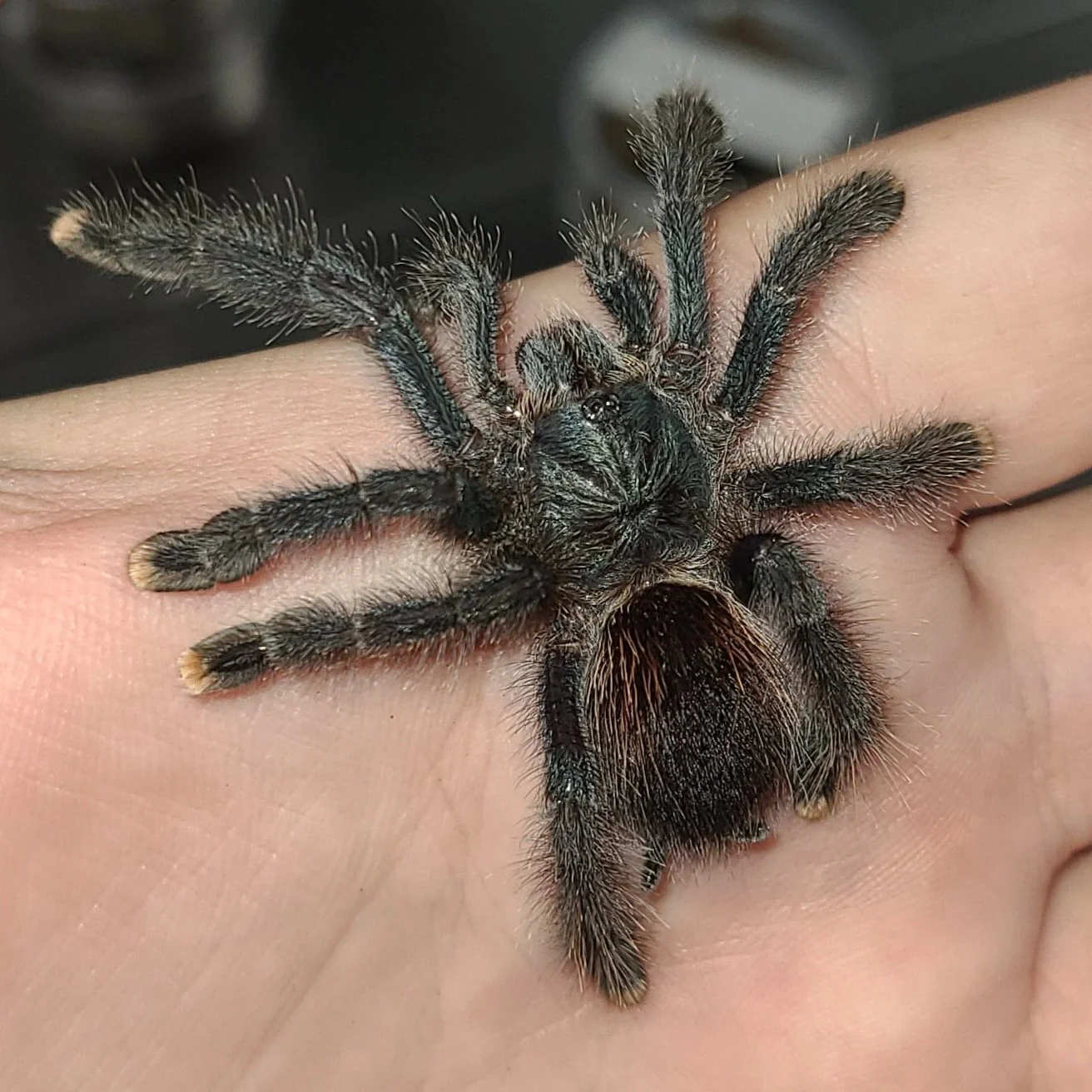 Avicularia avicularia (Guyana Pink Toe)