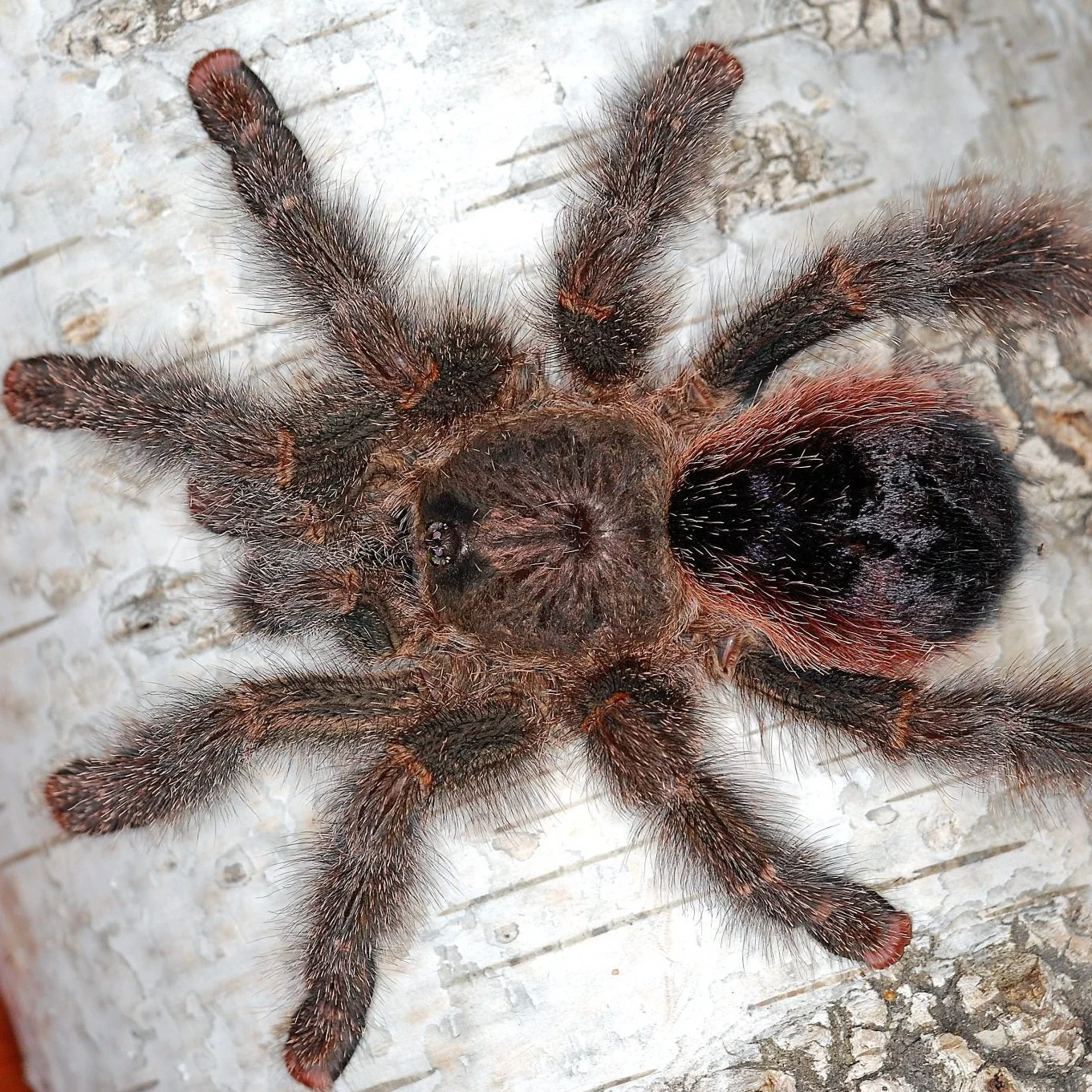 Avicularia bicegoi (Brazilian Wooly Pink-Toe)