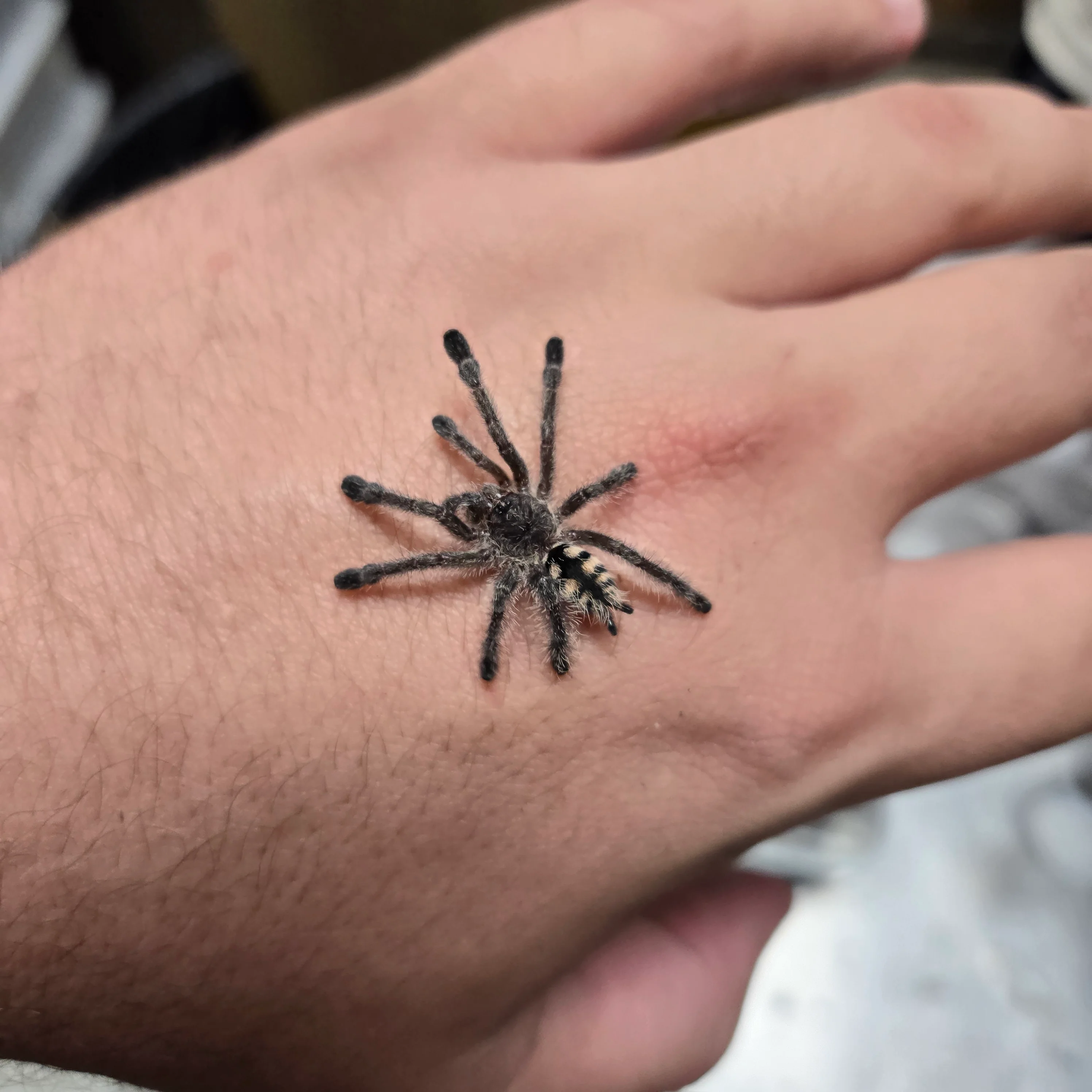 Avicularia purpurea (Purple Pink Toe) - Image 2