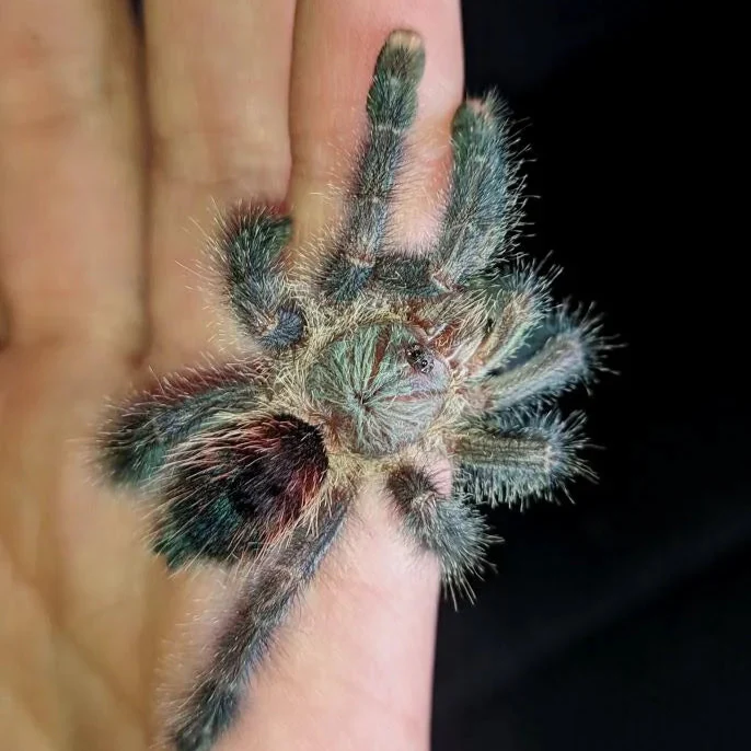 Avicularia sp 'Boa Vista' (Boa Vista Pink Toe)