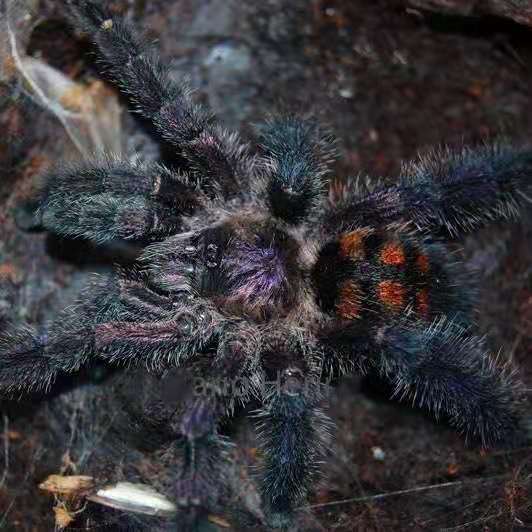 Avicularia sp 'Colombia' (Colombian Purple Pink Toe)