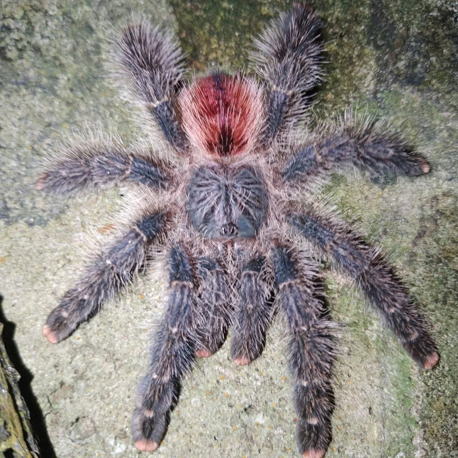 Avicularia variegata (Grizzled Pink Toe) 0.5"