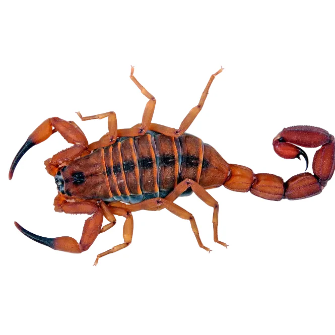 Babycurus jacksoni (Red Bark Scorpion)