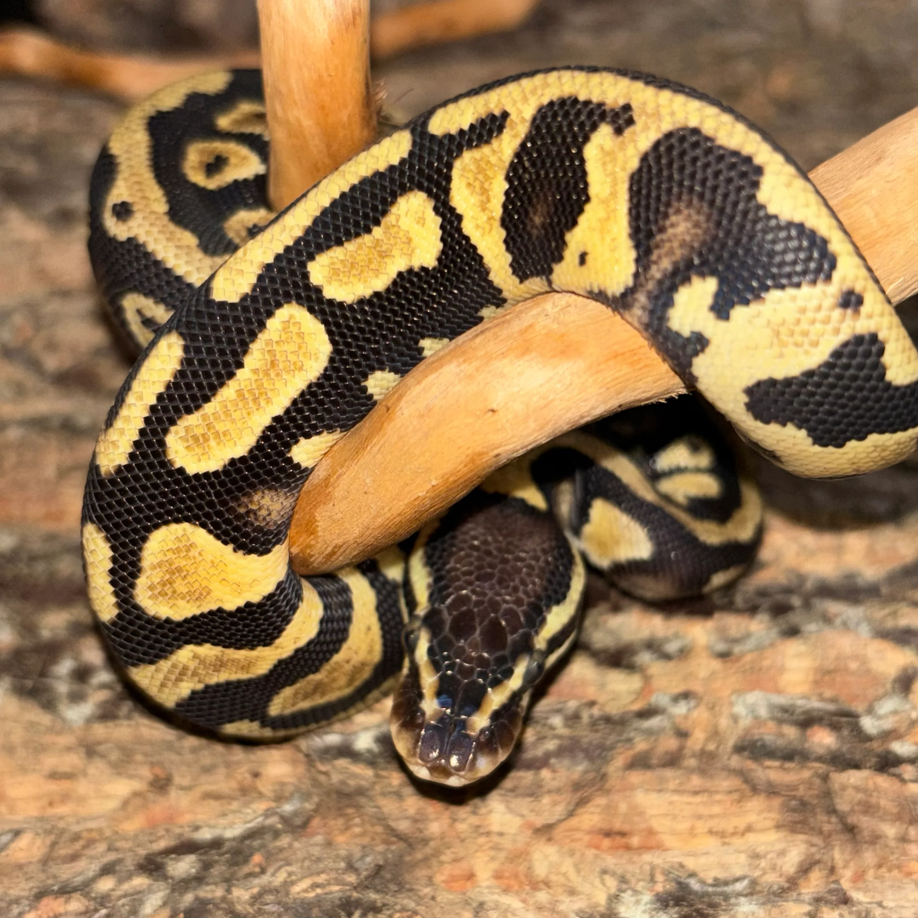 Python regius (Ball Python) Orange Dream YB/ Gravel/ Het Pied Pos Het Desert Ghost UNSEXED
