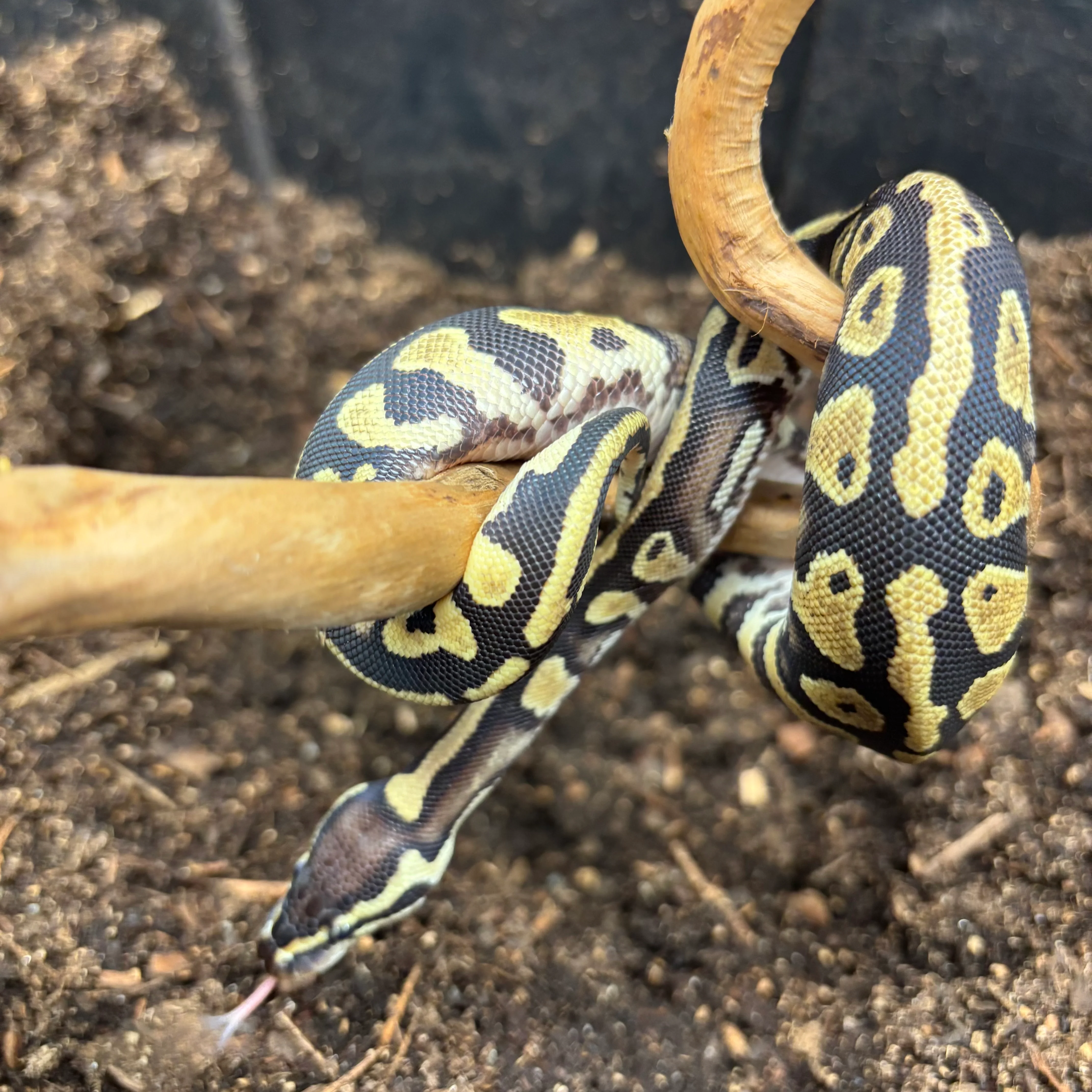 Python regius (Ball Python) Orange Dream YB/ Gravel/ Het Pied Pos Het Desert Ghost UNSEXED - Image 2