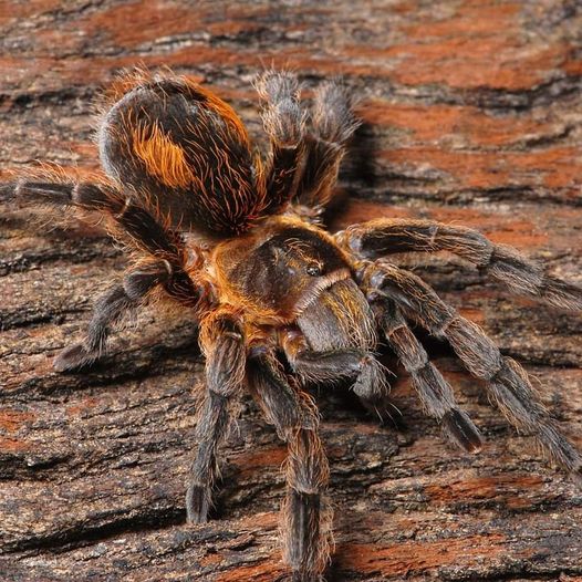 Bistriopelma lamasi (Andes Flame) 2" FEMALE