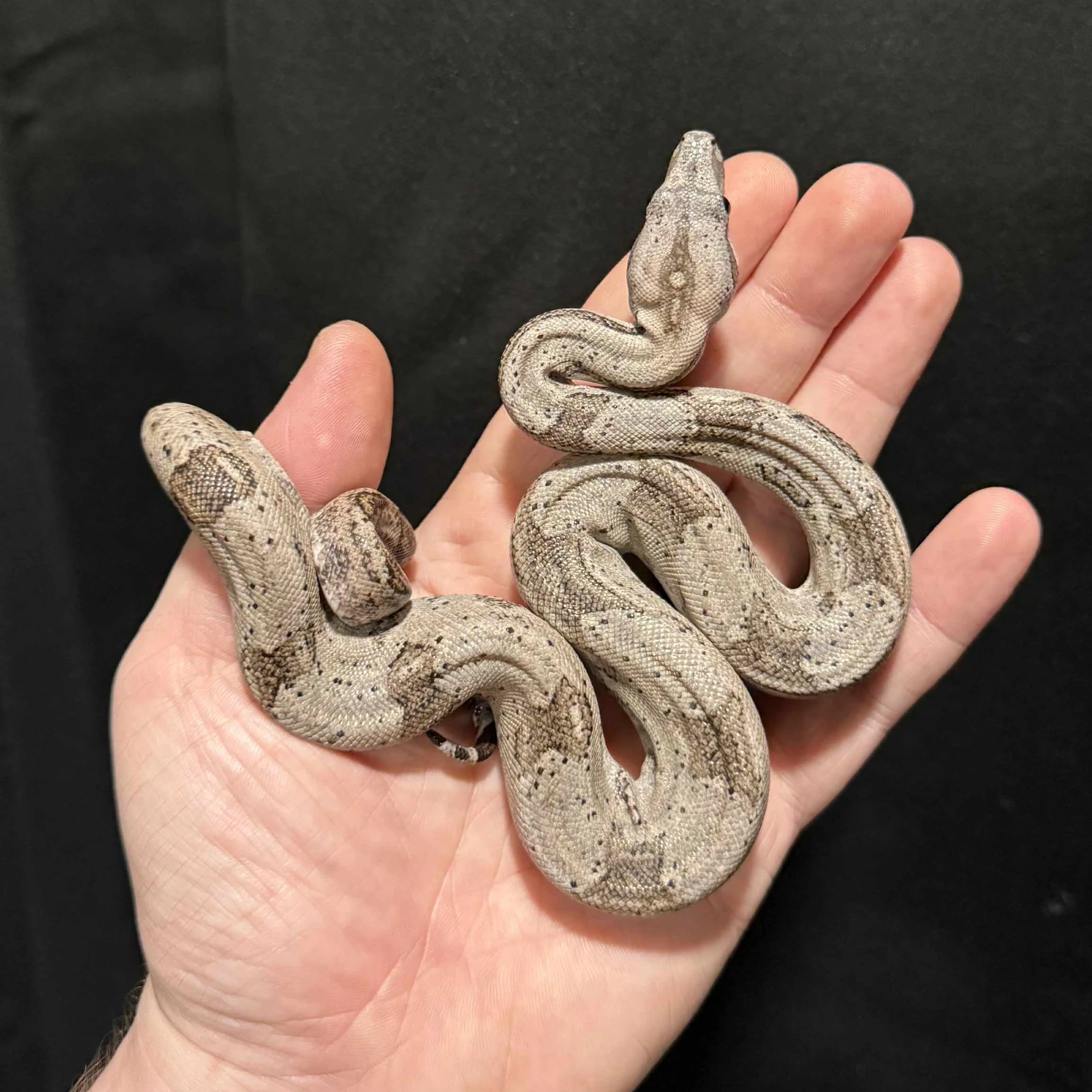 Boa imperator (Dwarf Crawl Cay) MALE & FEMALE YEARLING - Image 2