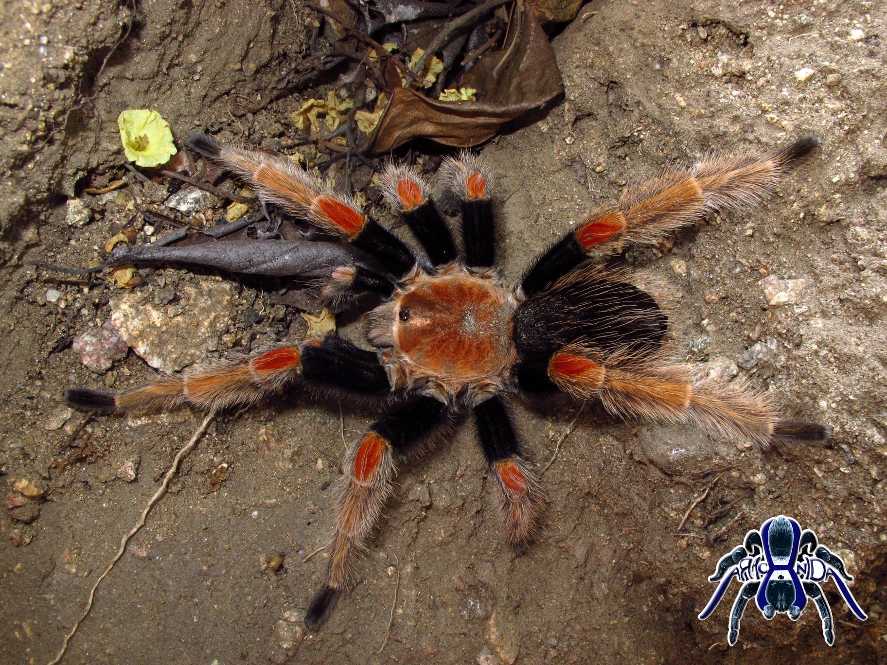 Brachypelma baumgarteni (Mexican Orange Beauty) - Image 2
