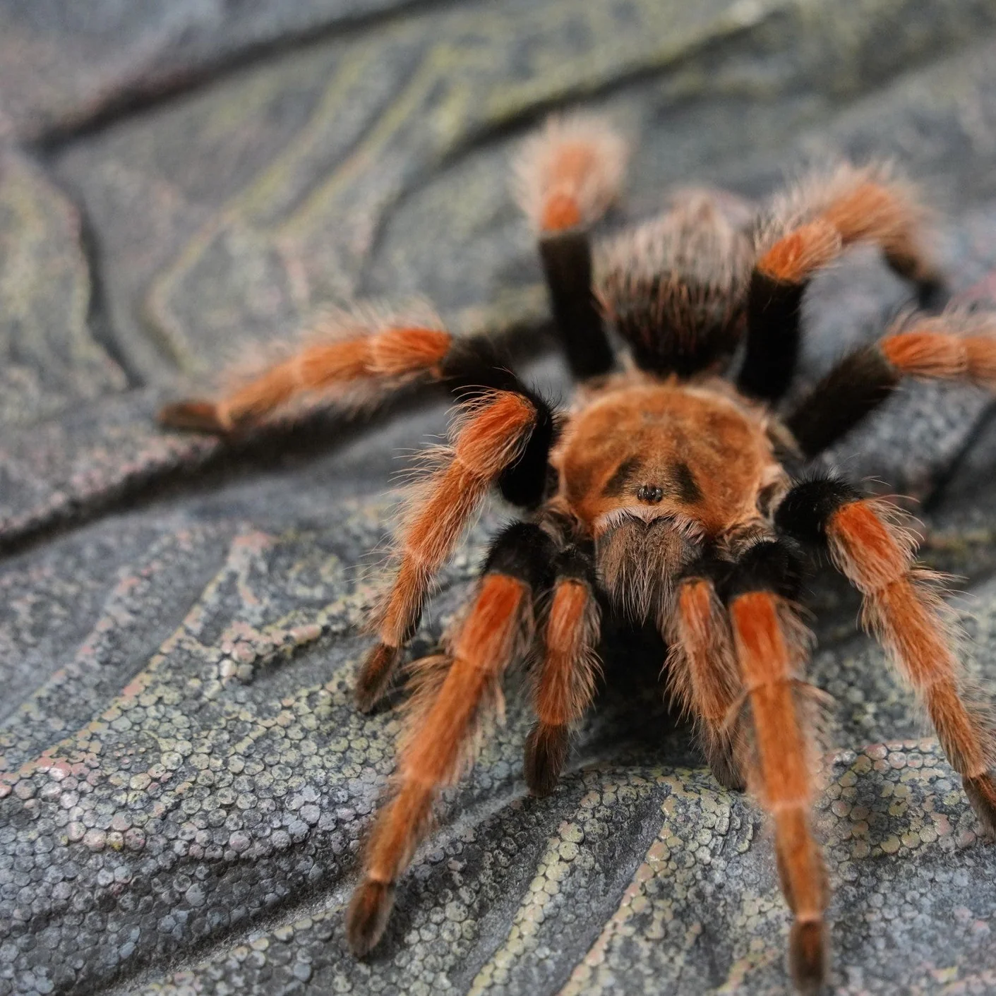 Brachypelma boehmei (Mexican Fire Leg)