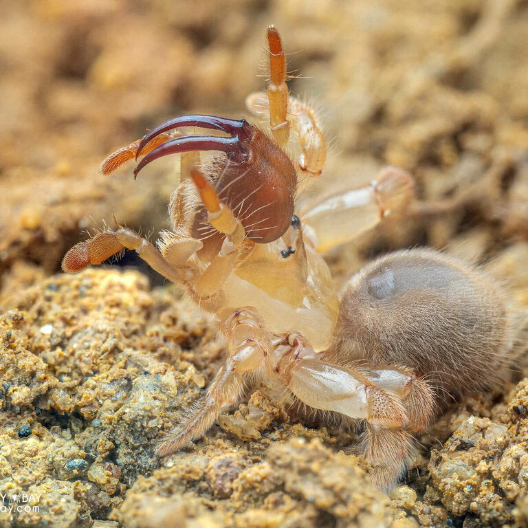 Calommata obesa (Purse Web Spider) 0.75"