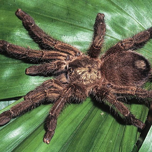 Caribena laeta (Puerto Rican Pink Toe)