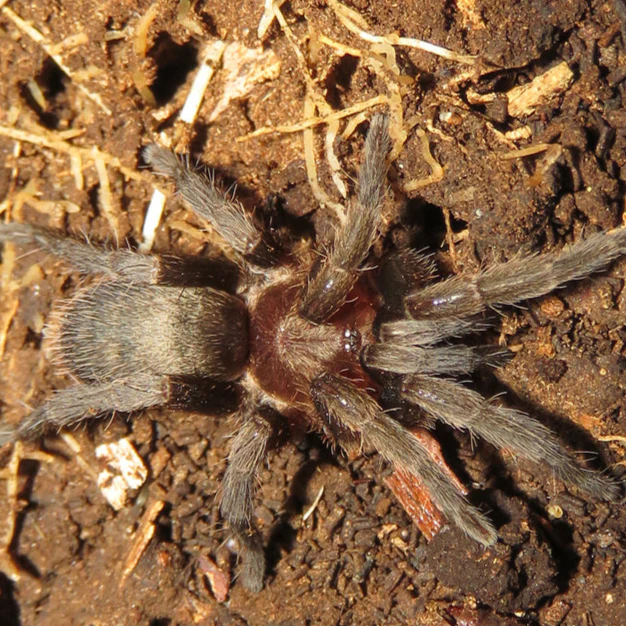 Catumiri argentinense (Dwarf Argentine Bronze)