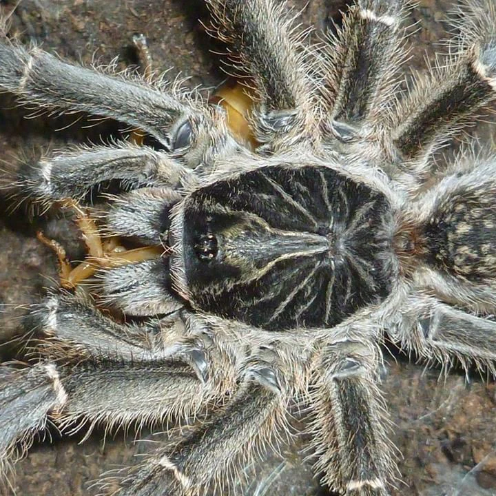 Ceratogyrus meridionalis (Zimbabwe Grey Baboon)