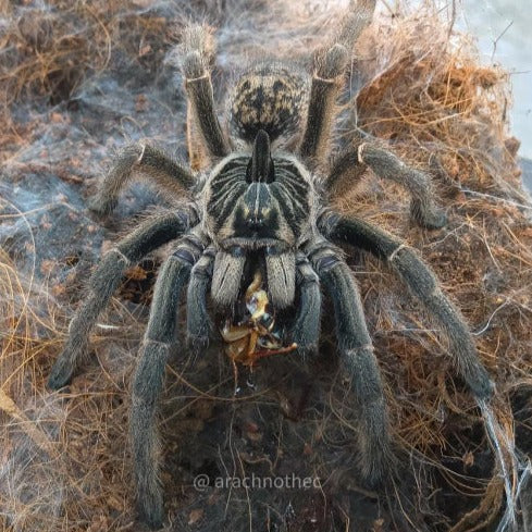 Ceratogyrus sp 'Mozambique' 0.75"