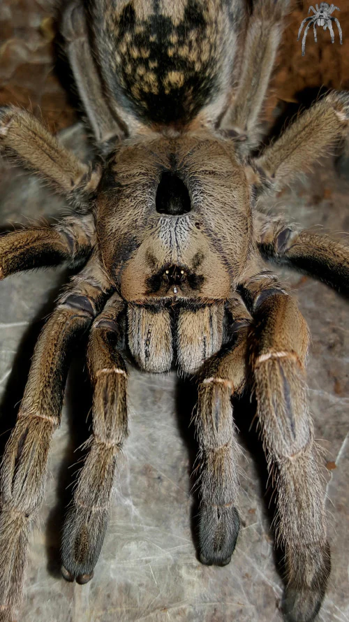 Ceratogyrus sanderi (Namibia Horned Baboon) - Image 2