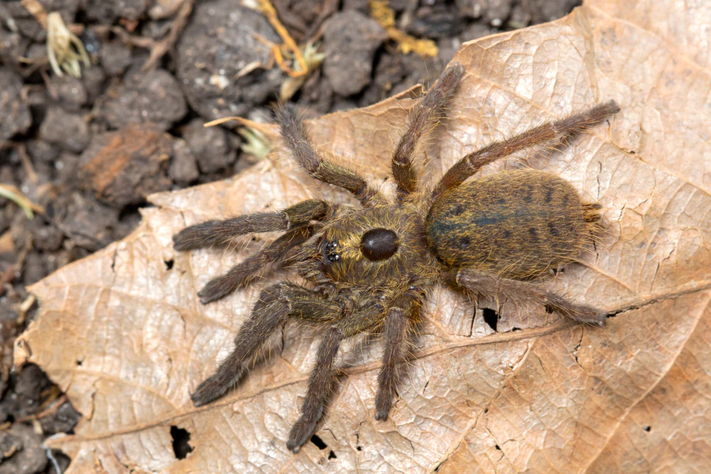Ceratogyrus sanderi (Namibia Horned Baboon) - Image 3