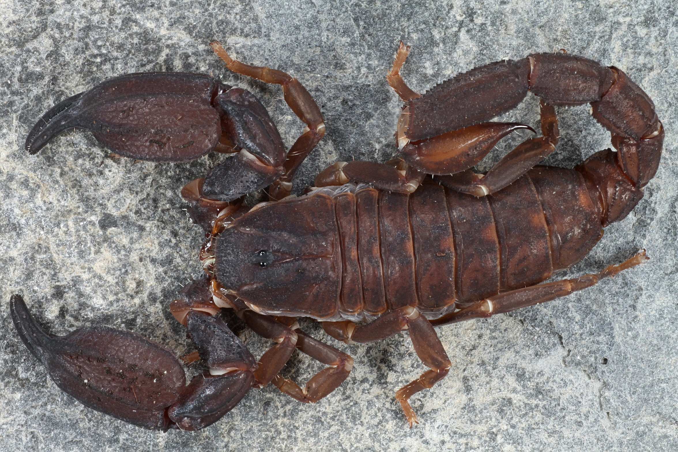 Chaerilus cimrmani (Thailand Black Scorpion) 0.25" - Image 2