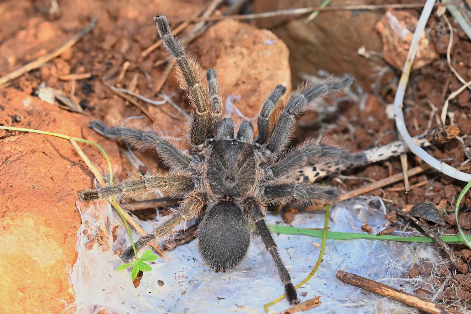 Chaetopelma olivaceum (Middle East Gold) - Image 2