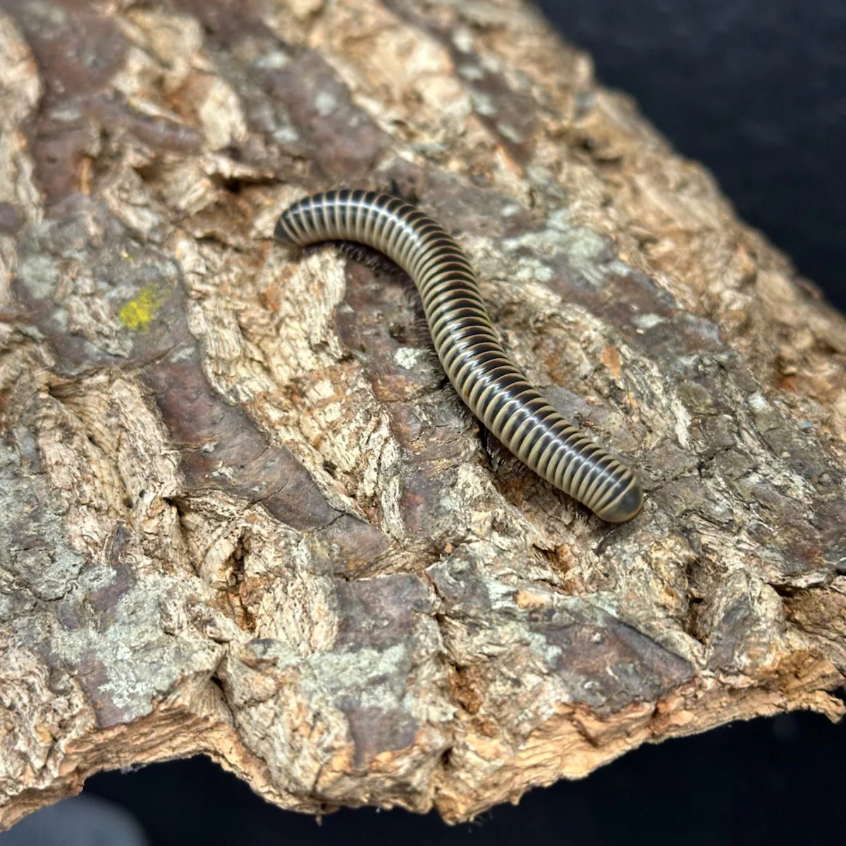 Chicobolus spinigerus (Florida Ivory Millipede) 1.5-2"