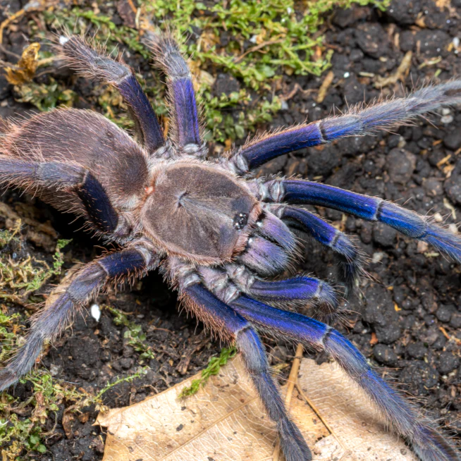 Chilobrachys dyscolus (Vietnam Blue)